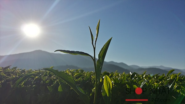 Bột trà rang Houjicha gói 100g