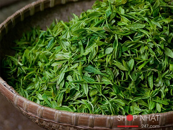 Bột trà rang Houjicha gói 100g