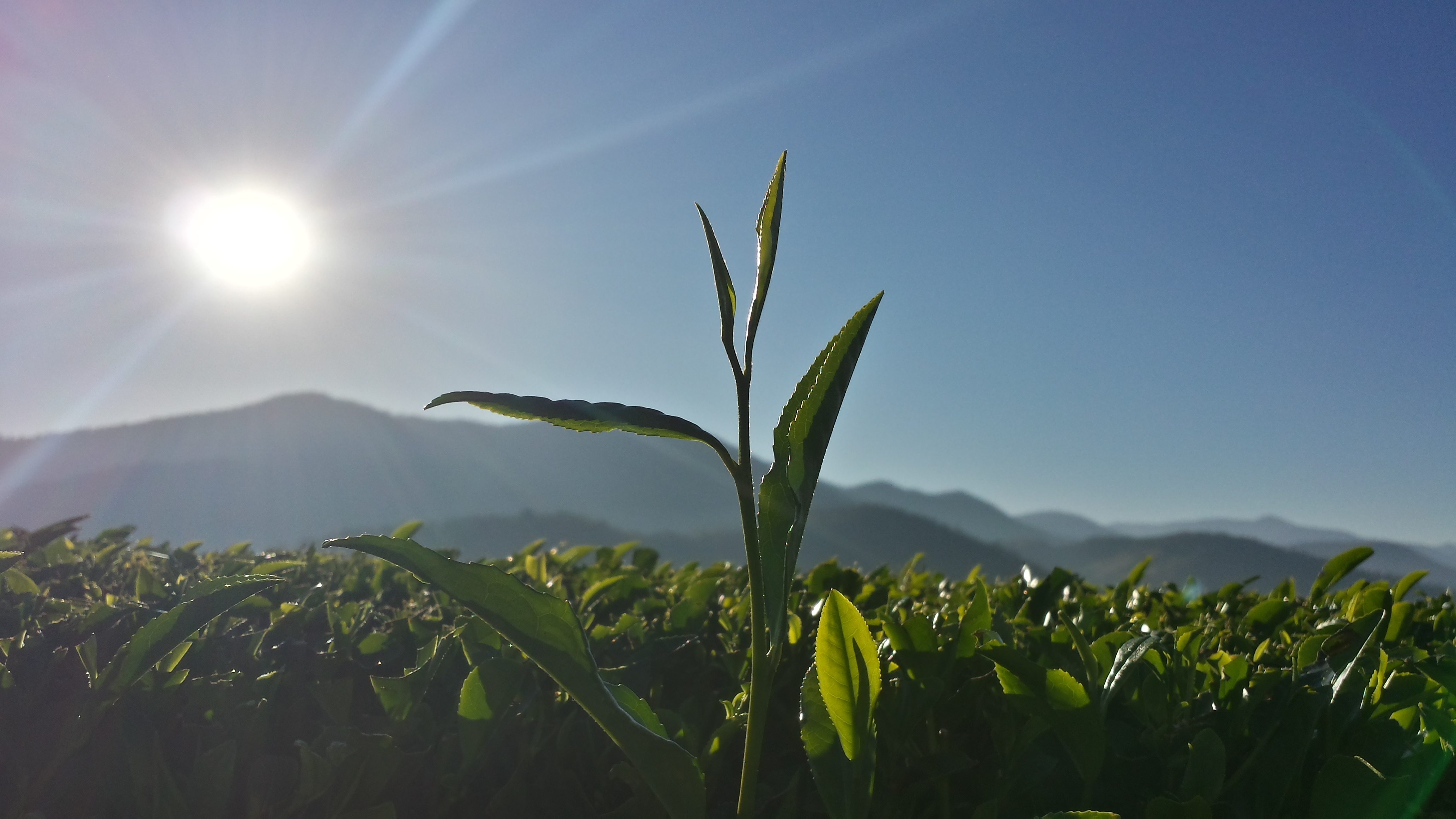 Bột trà rang Houjicha gói 100g