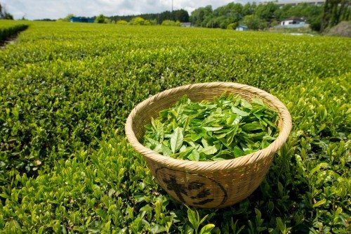 Trà Houjicha lá sấy 50g